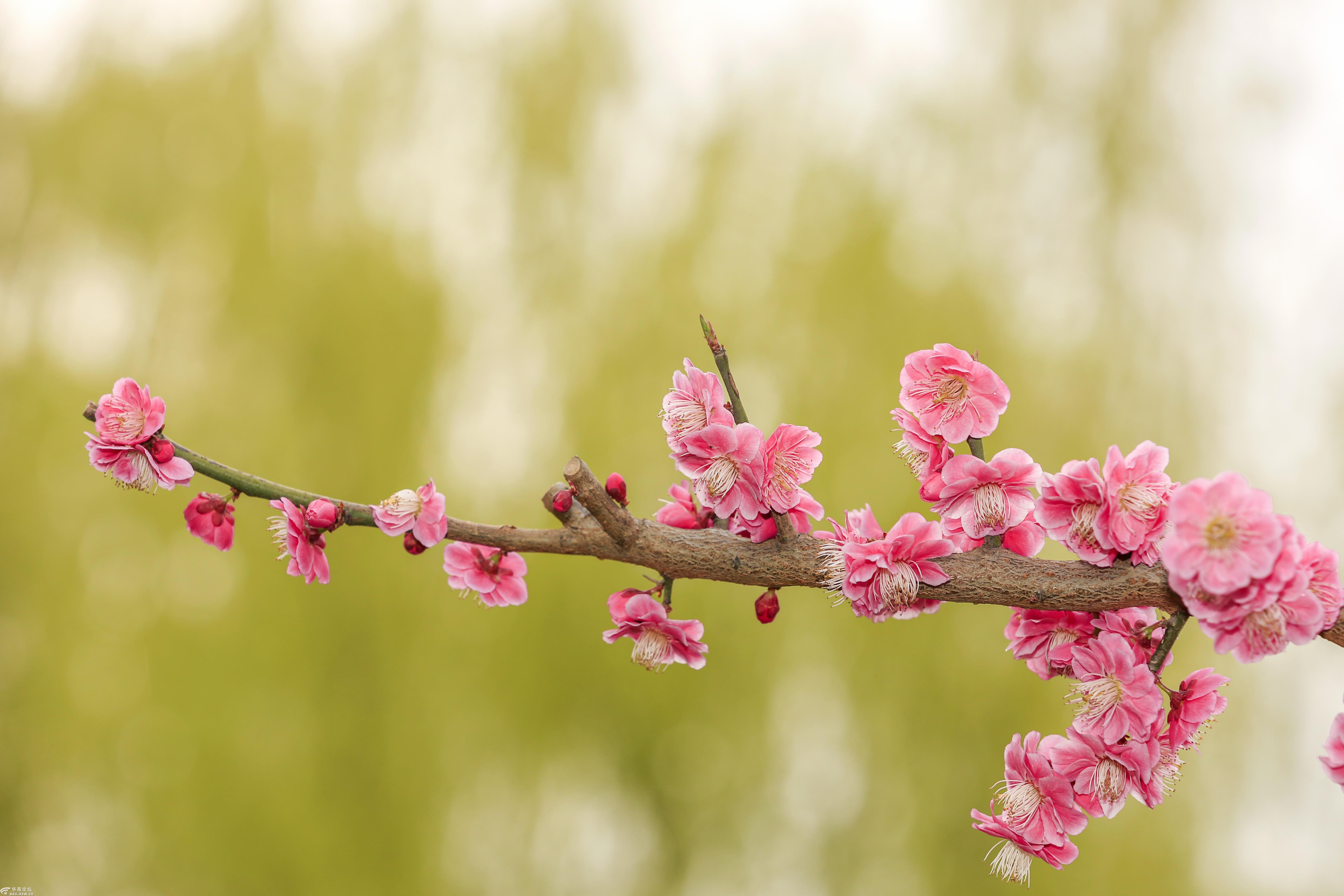 【春满长安·我眼中的春天】大明宫遗址公园盛开的红梅