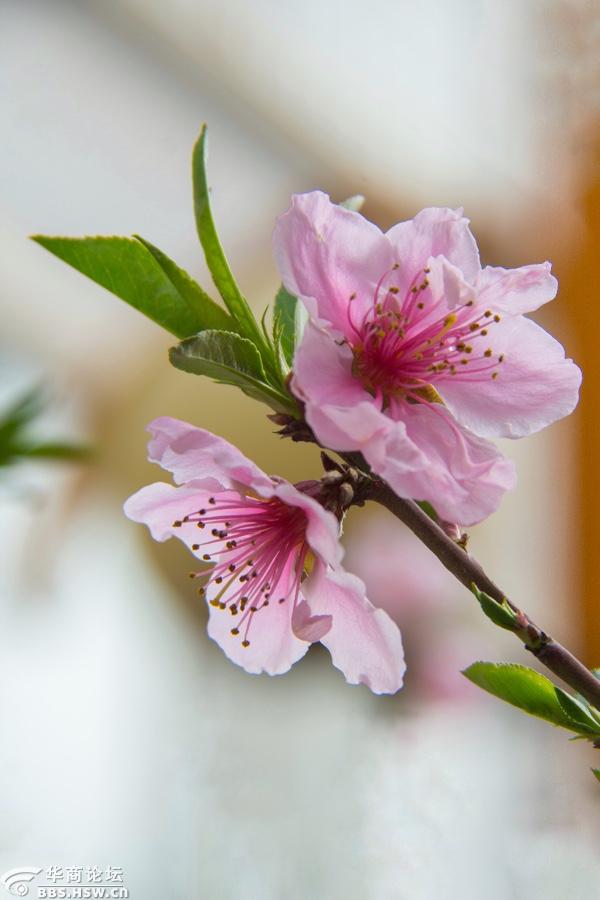 春桃带雨笑开花