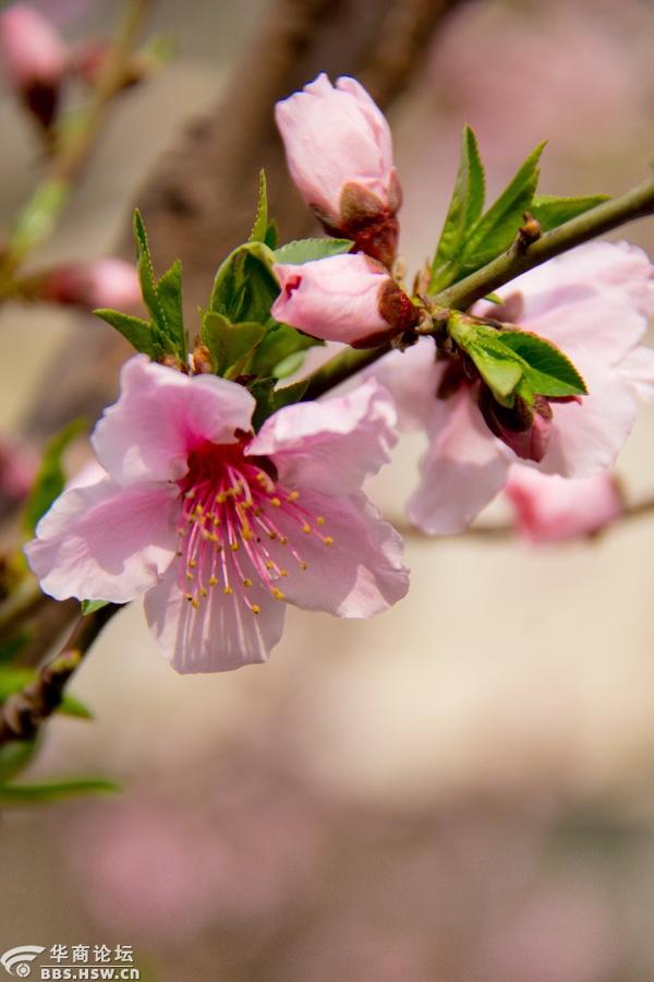 春桃带雨笑开花