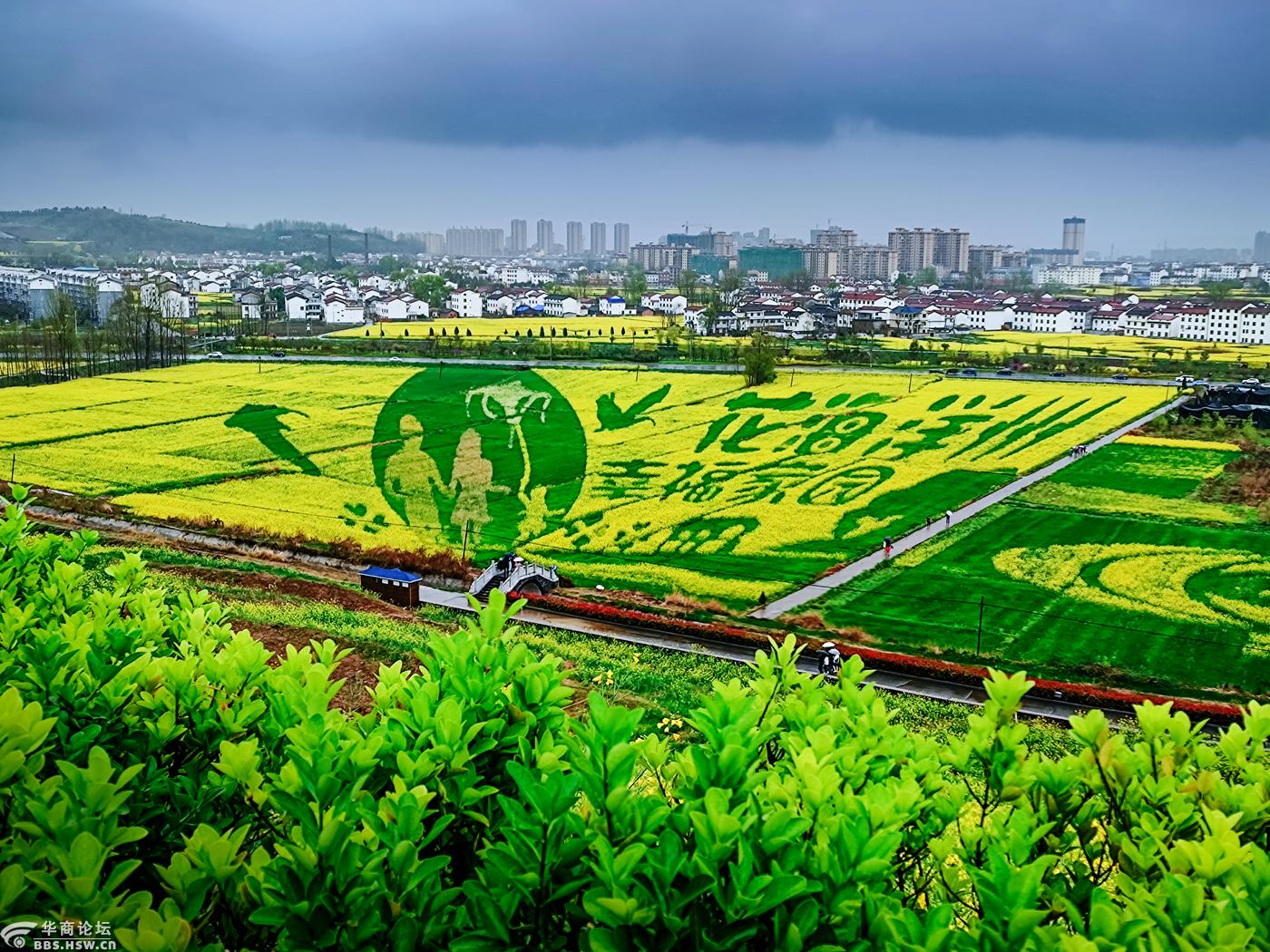 2021中国最美油菜花海汉中旅游文化节洋县南郑县分会场随拍