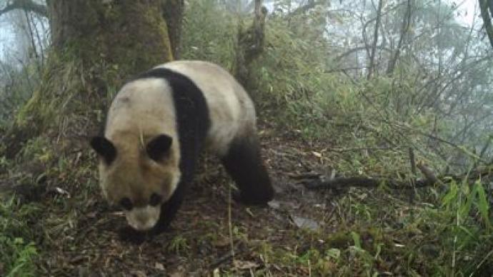 大熊猫今年为何频频下山？保护区：觅食、相亲、生病了都有可能