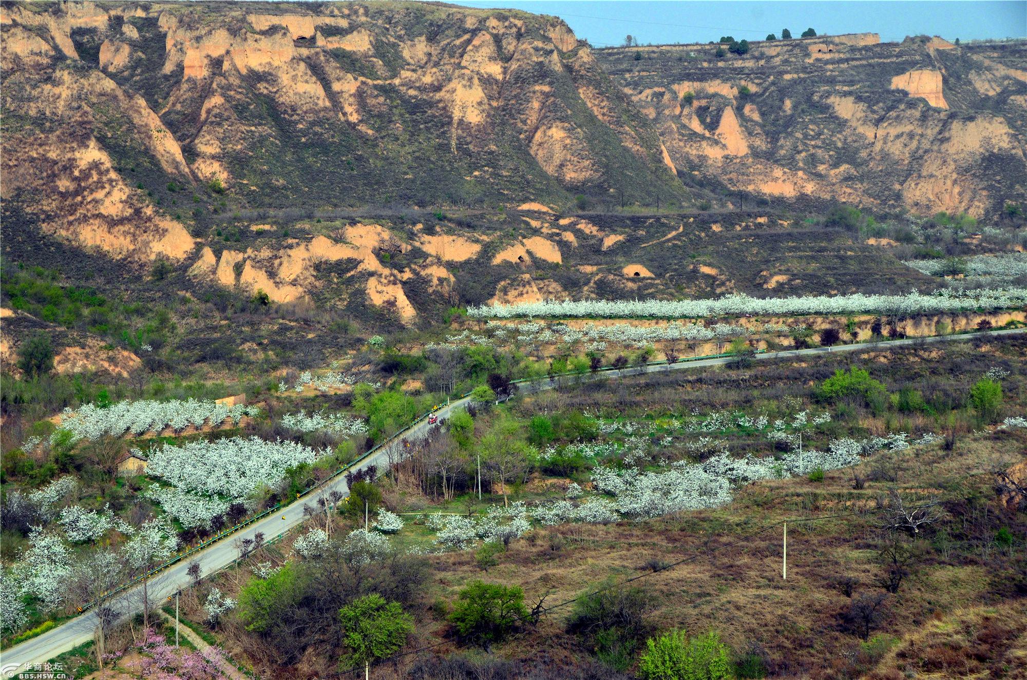 乾县泔河沟的梨花开了