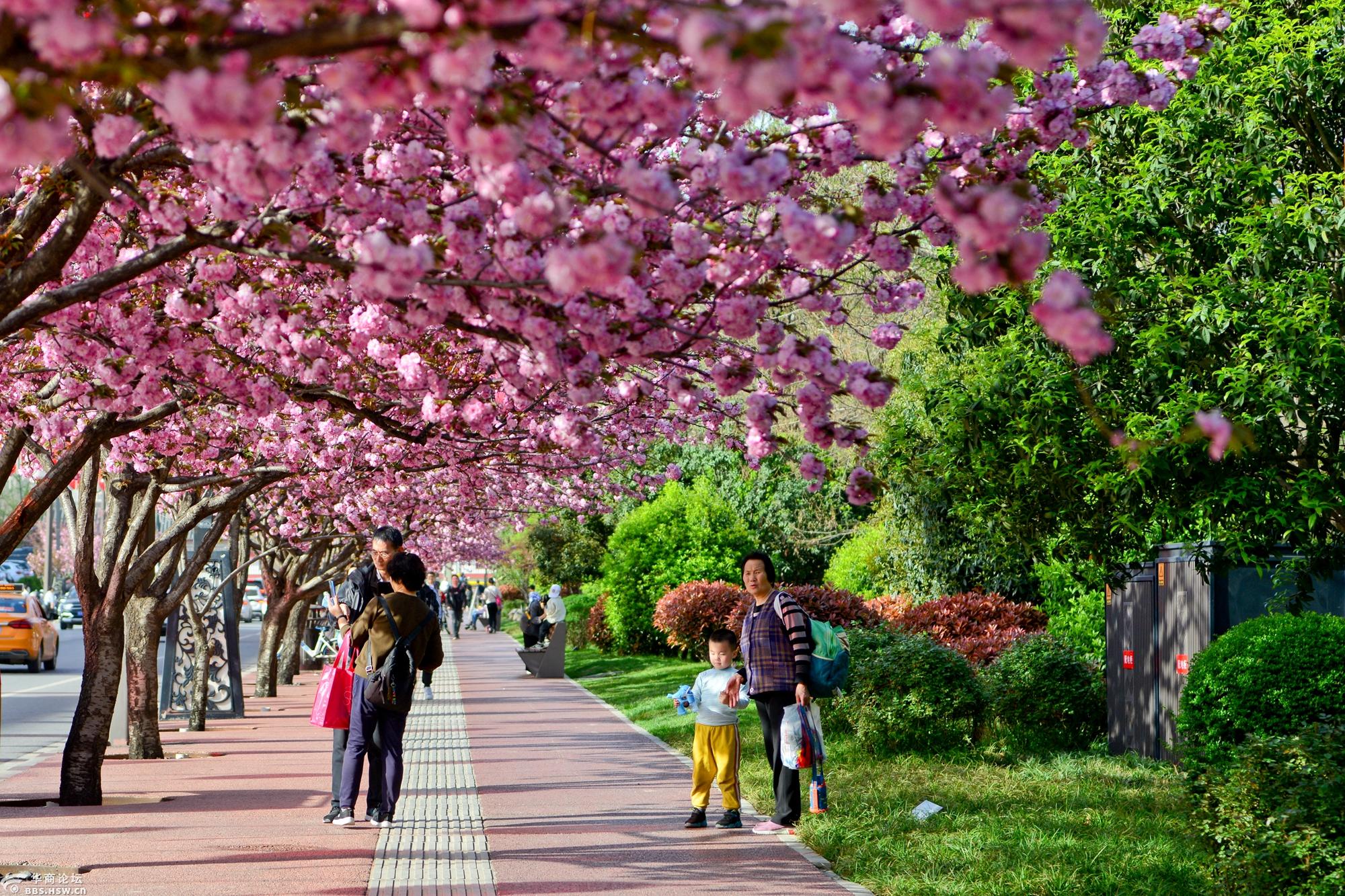 春满长安我眼中的春天西安曲江池西路繁茂的樱花压弯了枝头