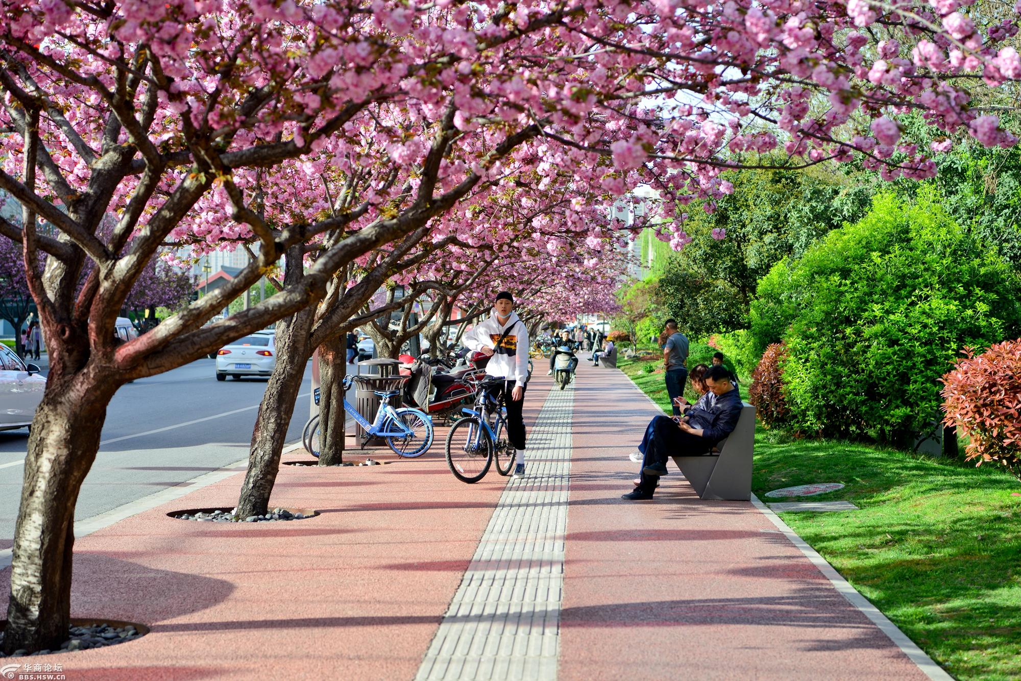春满长安我眼中的春天西安曲江池西路繁茂的樱花压弯了枝头