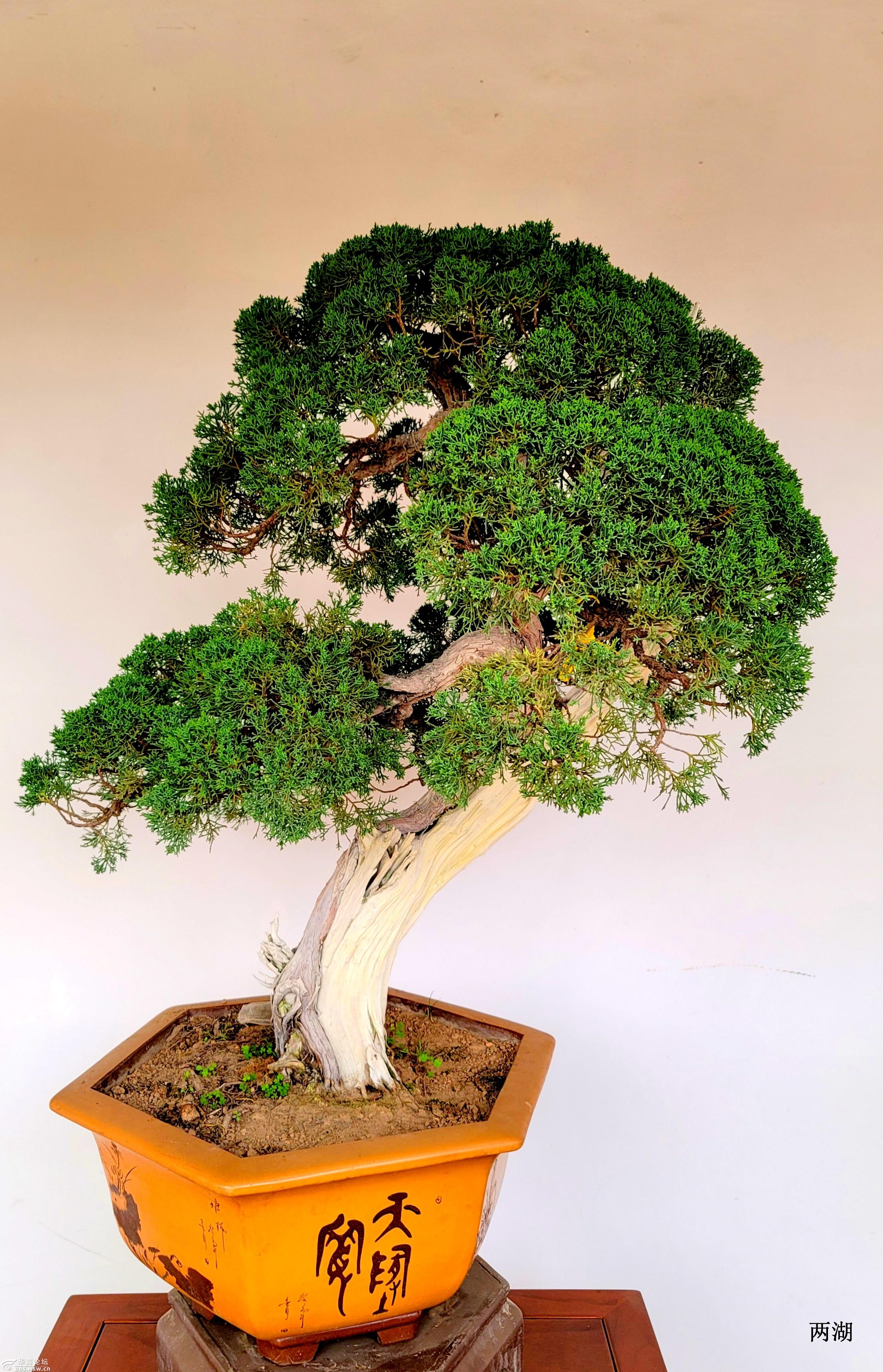 宝鸡小园林盆景园欣赏