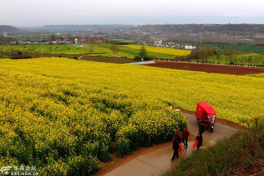 武功古城油菜花海