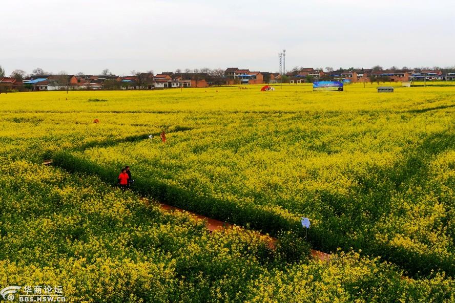 武功古城油菜花海