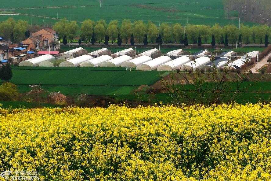 武功古城油菜花海