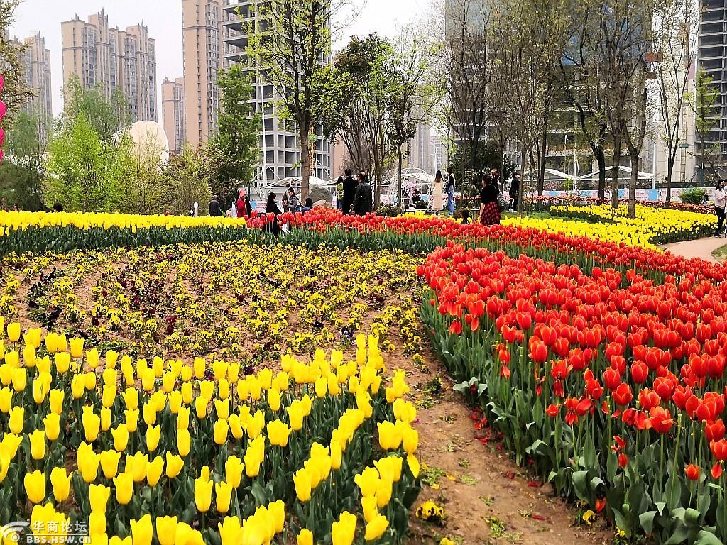 西安论坛 西安植物园的郁金香(随拍)只看该作者23楼   发表于: 2021