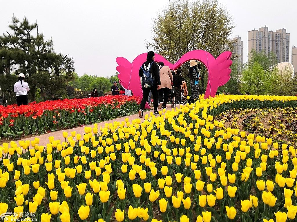 西安论坛 西安植物园的郁金香(随拍)只看该作者21楼   发表于: 2021