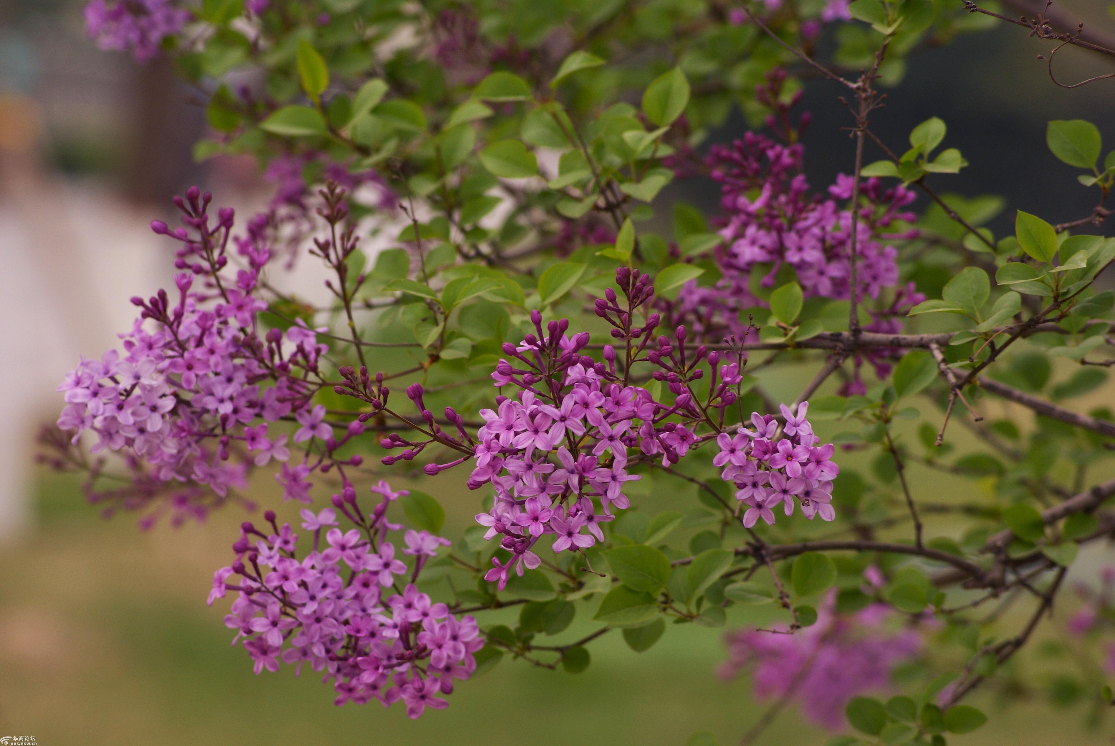 赏拍紫色丁香花