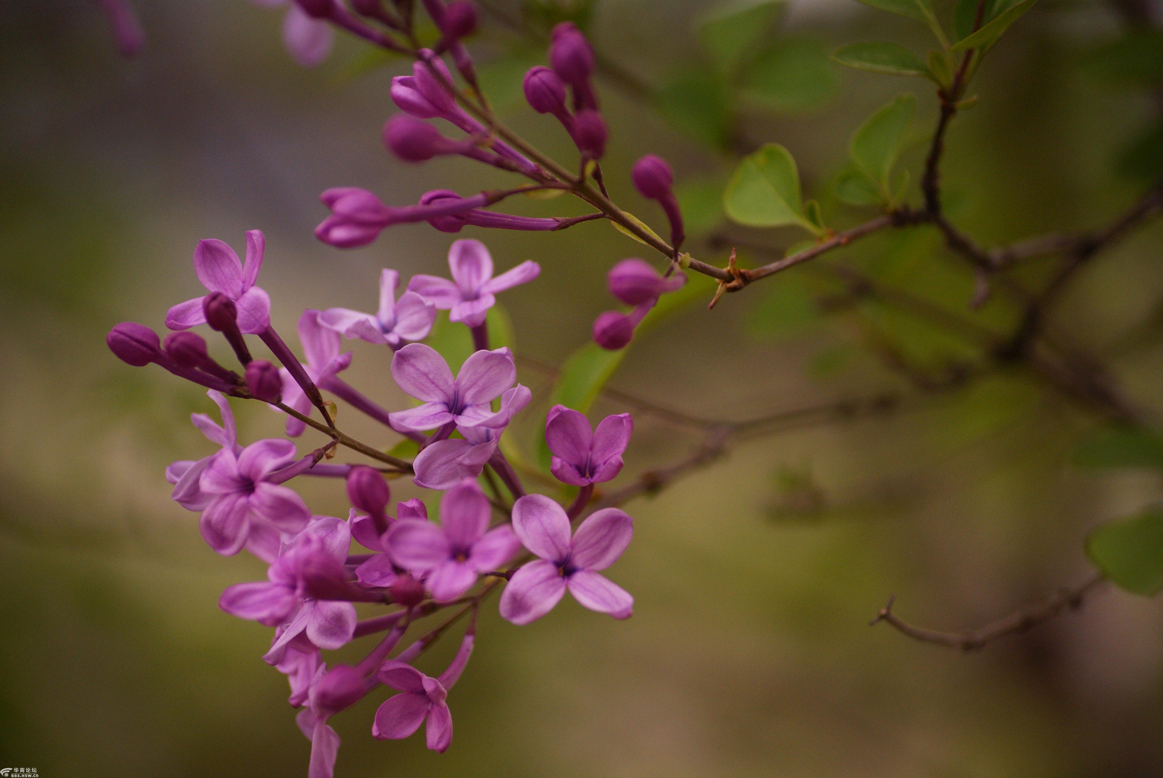 赏拍紫色丁香花