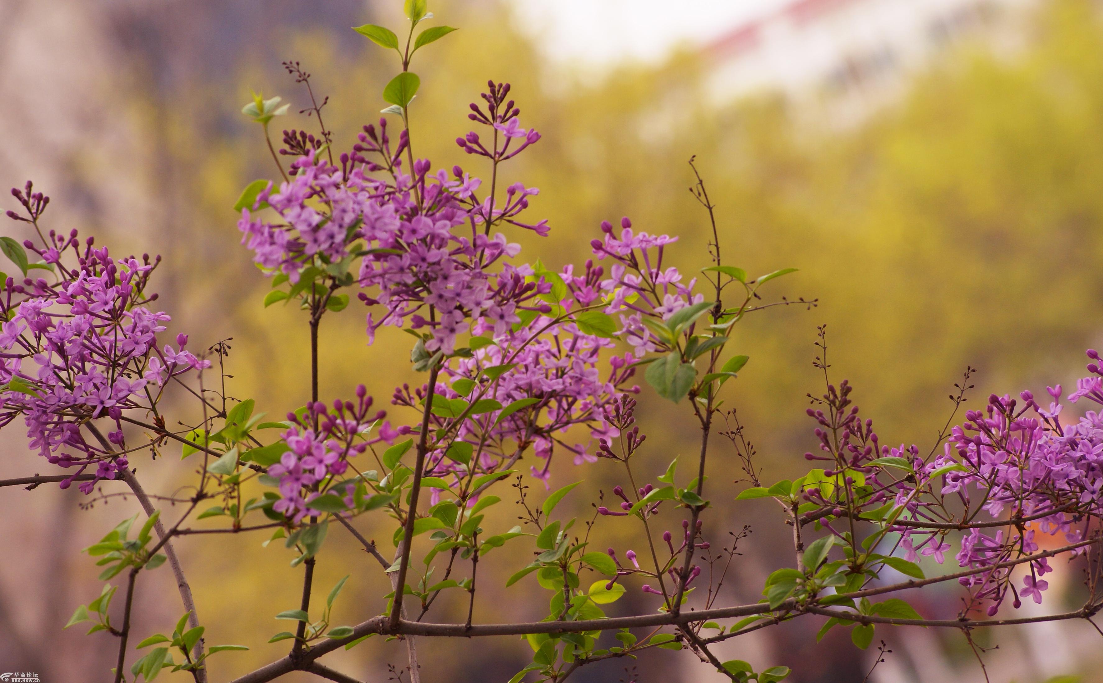 赏拍紫色丁香花