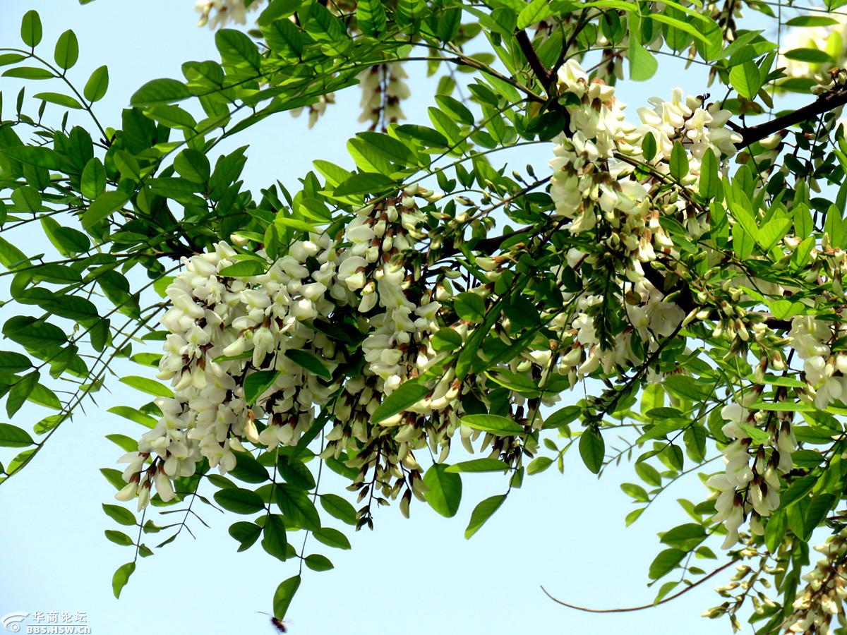 环城公园有棵槐花树率先开花