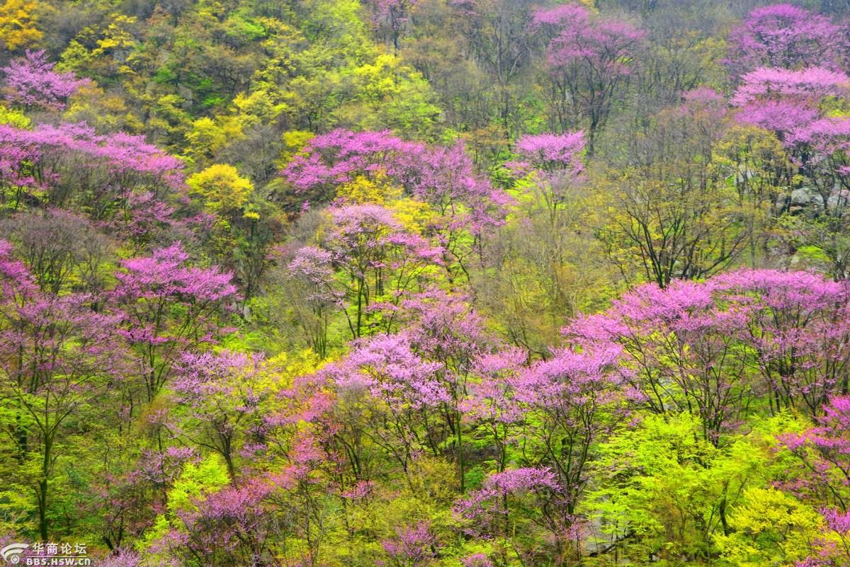 太平峪紫荆花图片