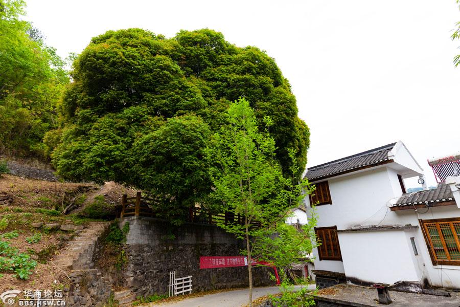 美丽乡村岚皋南宫山镇桂花村