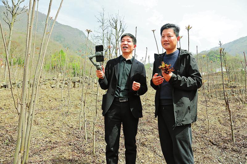 华商头条|狮子香椿香飘万里