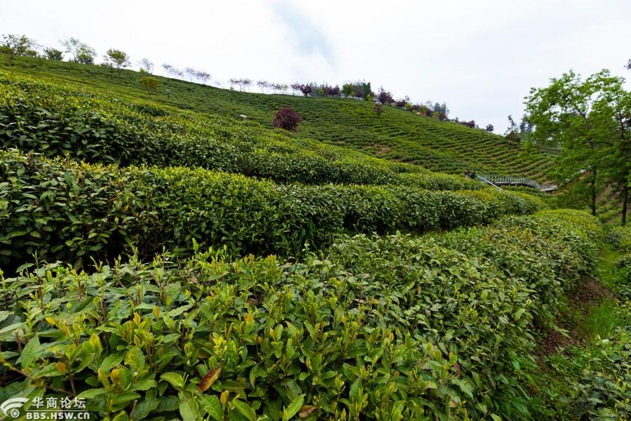 美丽乡村紫阳向阳镇富硒茶观光园