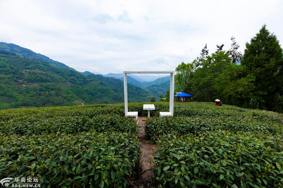 美丽乡村紫阳向阳镇富硒茶观光园