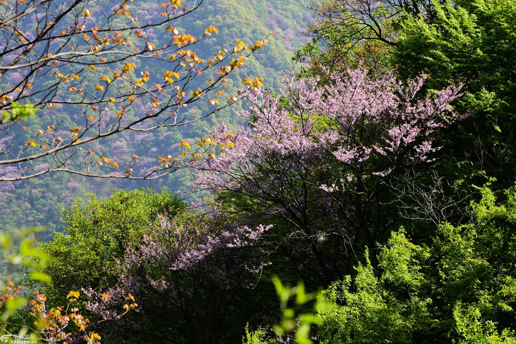 4月18管坪穿越西寺沟赏紫荆花海