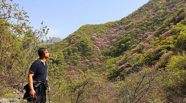 华商头条|周末骑行：乘车看西马+登顶凤凰山赏紫荆花