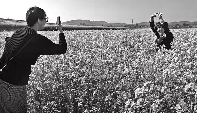 华商头条|四百亩油菜花扮靓紫荆村