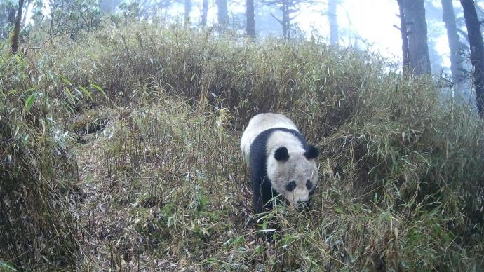 首段野生大熊猫实况影像来了！“猫脸”识别技术第一时间通知