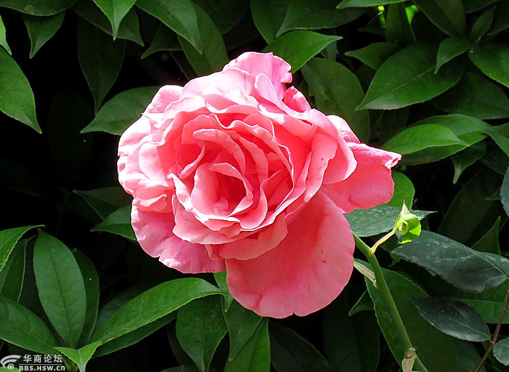 环城公园的月季美滴很