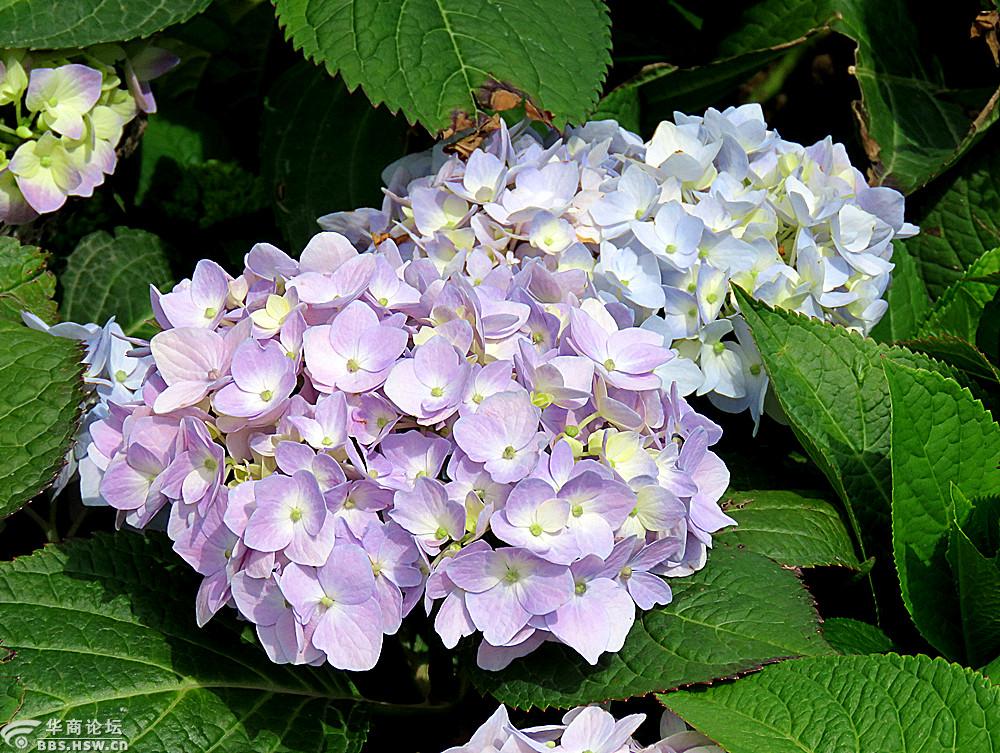 多姿多彩的绣球花