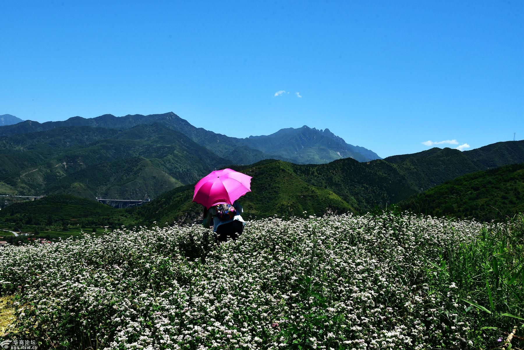 6月5日 骑行蓝田九间房看荞麦花