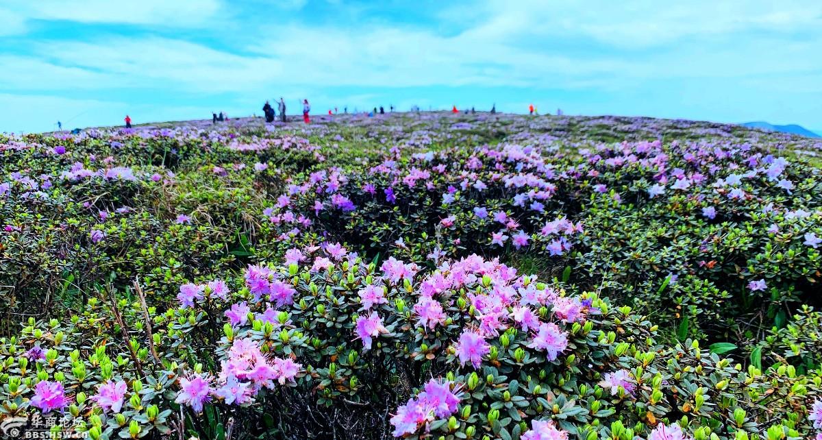 狗扒梁漫步西梁顶赏花