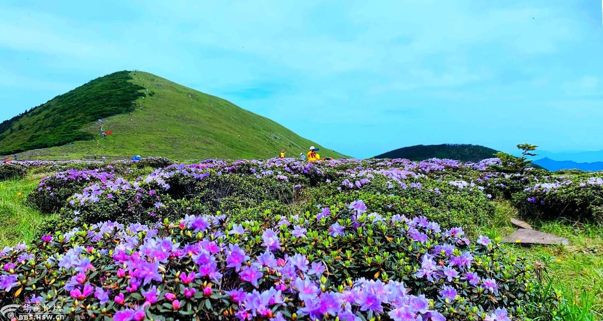 狗扒梁漫步西梁顶赏花