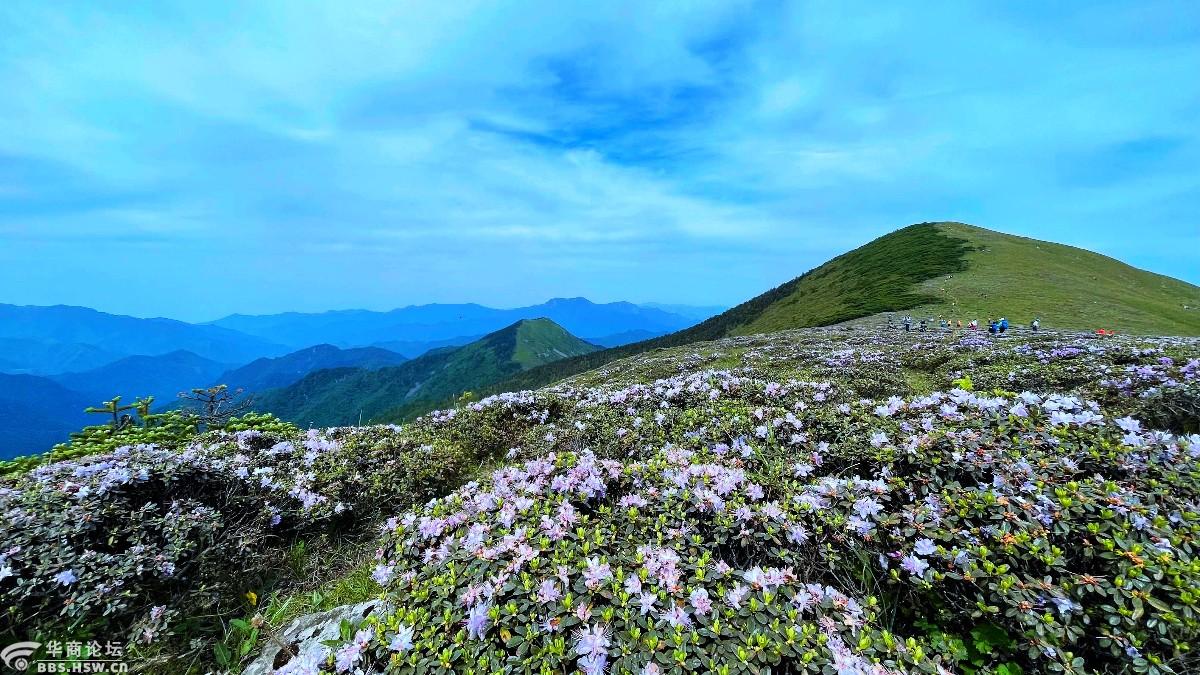 狗扒梁漫步西梁顶赏花