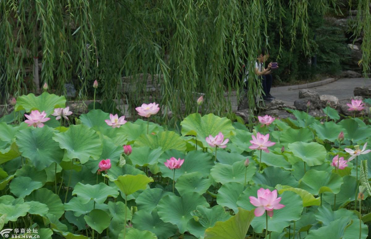 西安莲湖公园的荷花已经盛开