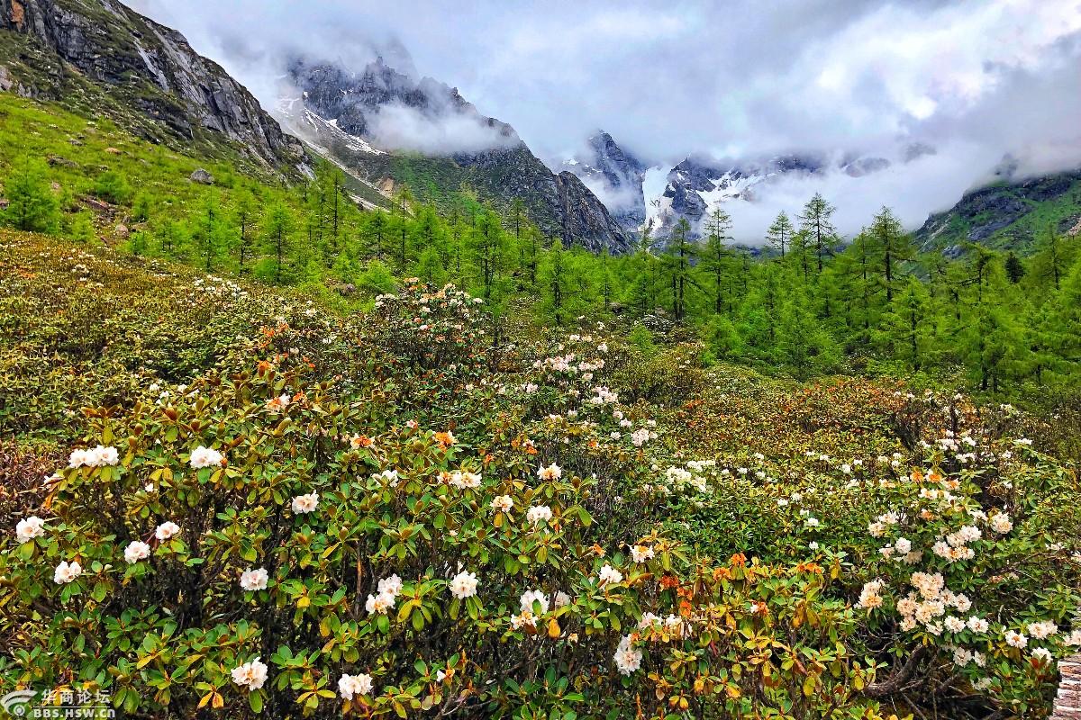 (上)毕棚沟里遇见最美的高山杜鹃花!