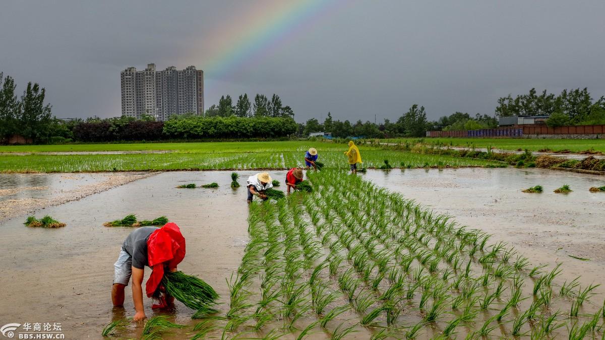 长安东大的"桂花球"水稻插秧了-全民乱拍-华商论坛