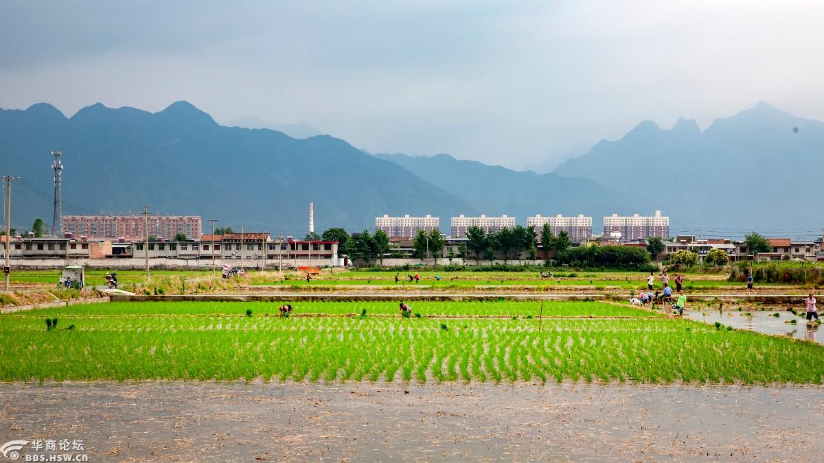 长安东大的"桂花球"水稻插秧了-全民乱拍-华商论坛