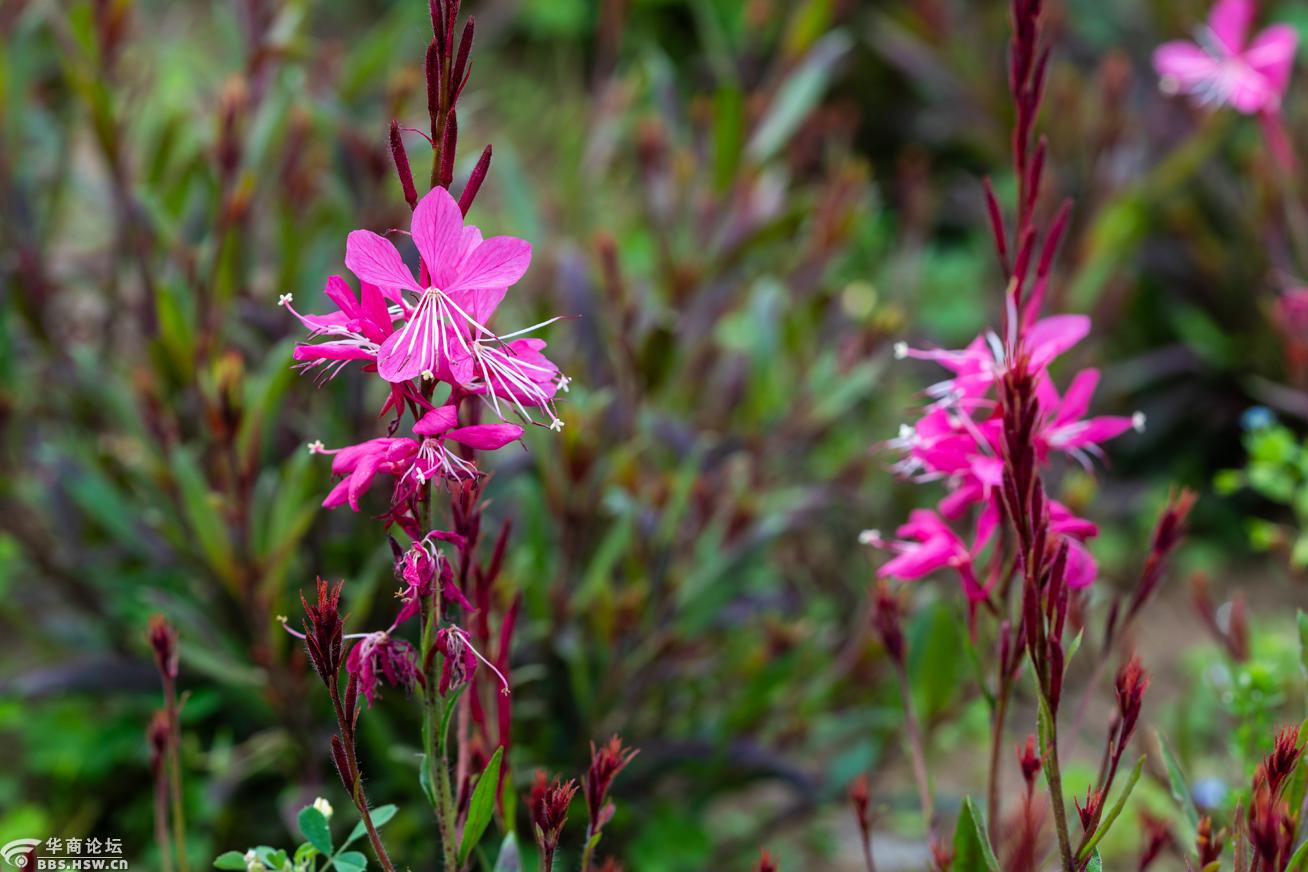 大明宫紫叶山桃草