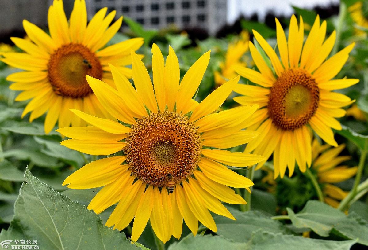 新寺公园那一片油葵-全民乱拍-华商论坛