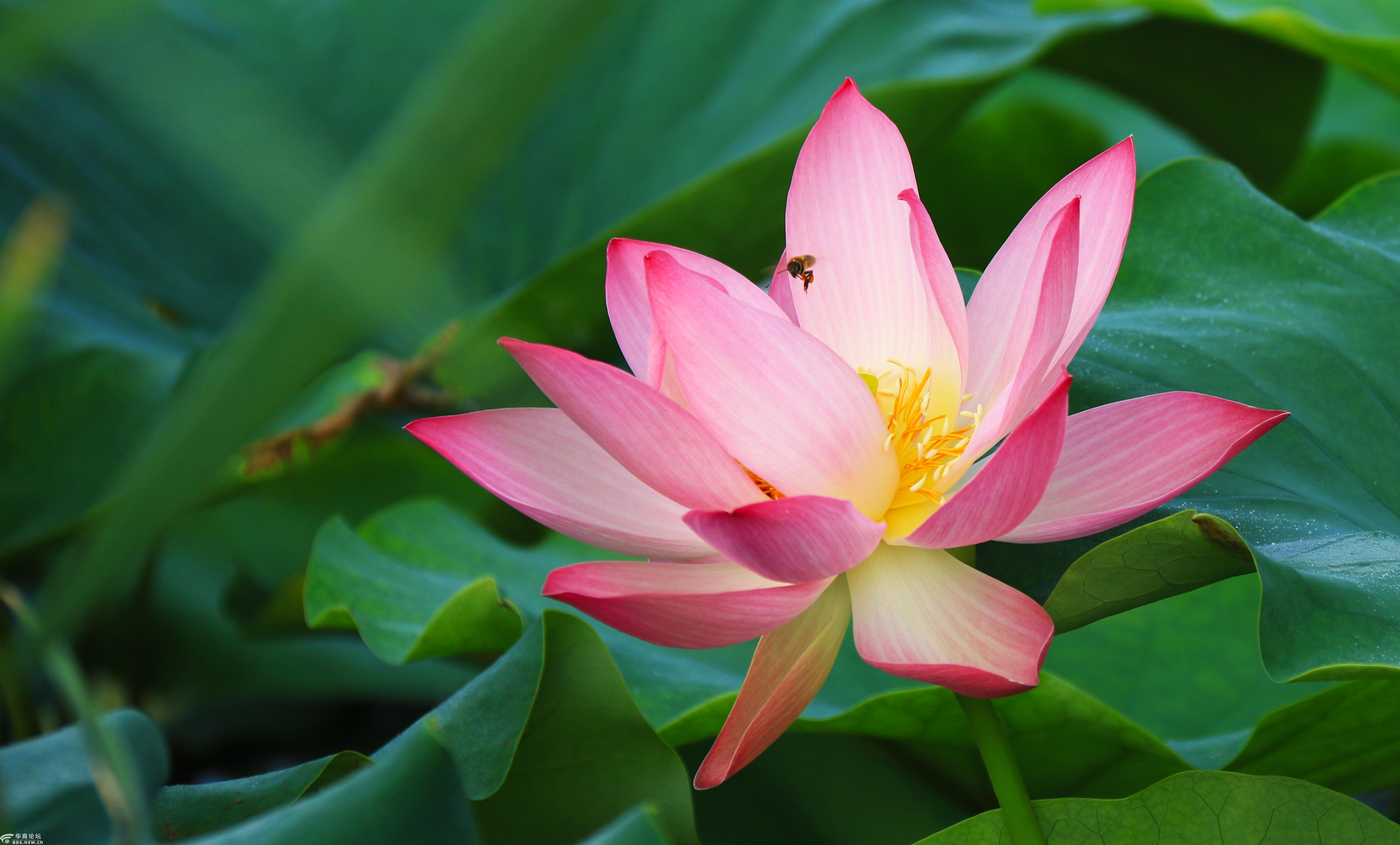 2021阎良石川河湿地公园赏拍荷花