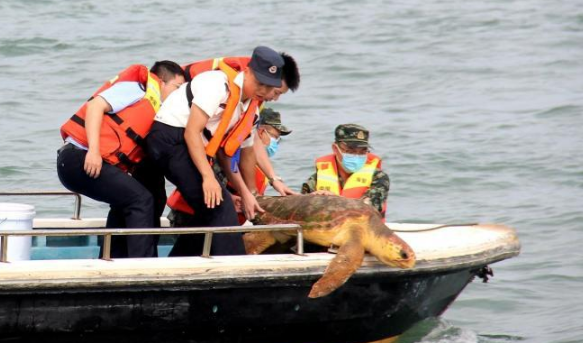 华商头条|渔排走访期间发现濒危野生赤蠵龟被困 福建漳州海警成功救助