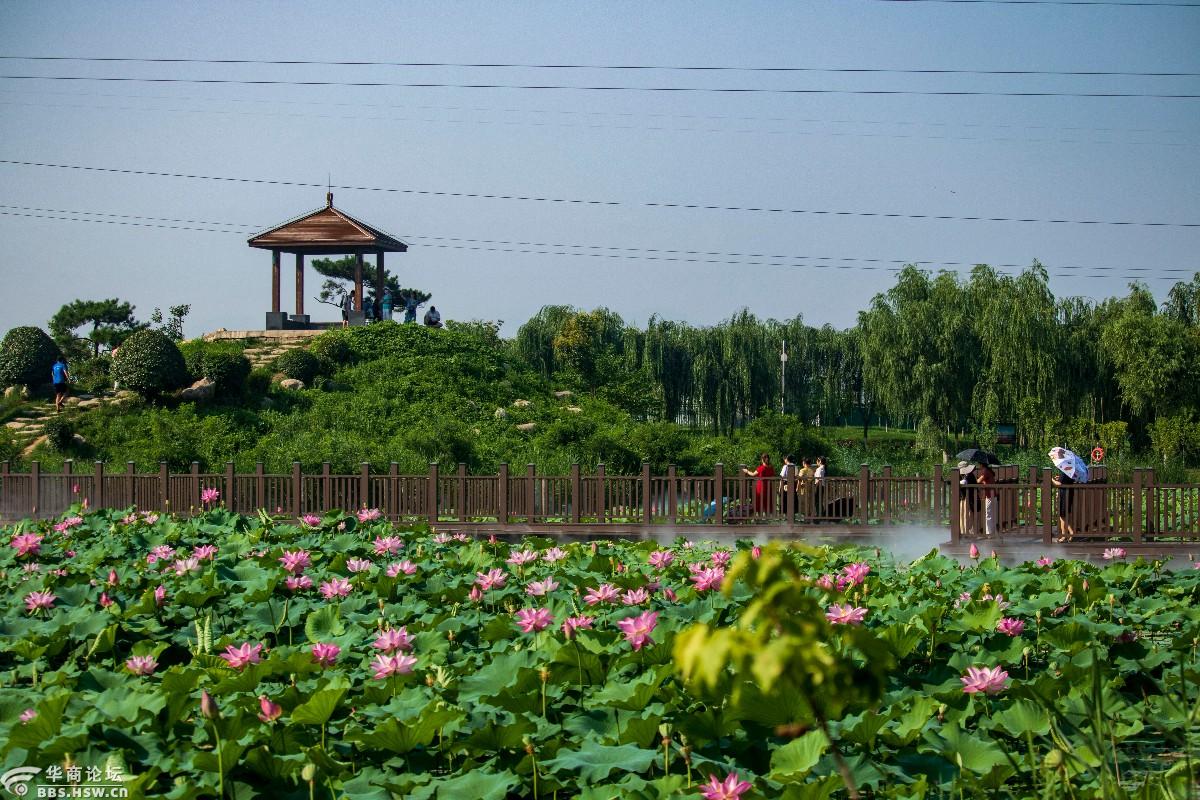 咸阳湖畔荷花园打起卡来