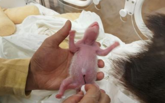 两对双胞胎！大熊猫“珍珍”和“苏珊”产下两胎四仔