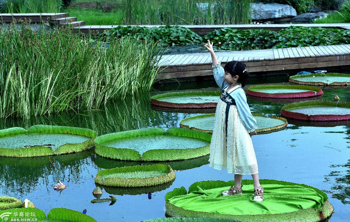 萌娃们坐上王莲