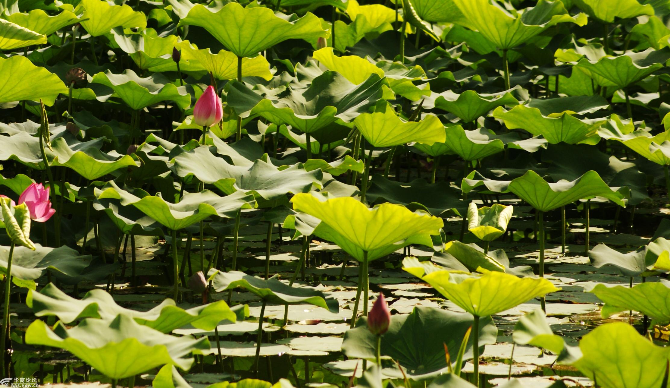 阎良公园赏荷花-西安论坛-华商论坛