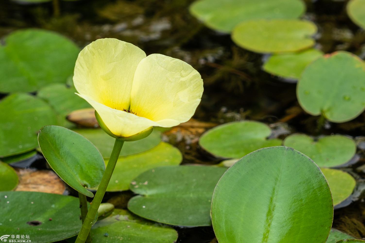 西安植物园水金英豆娘
