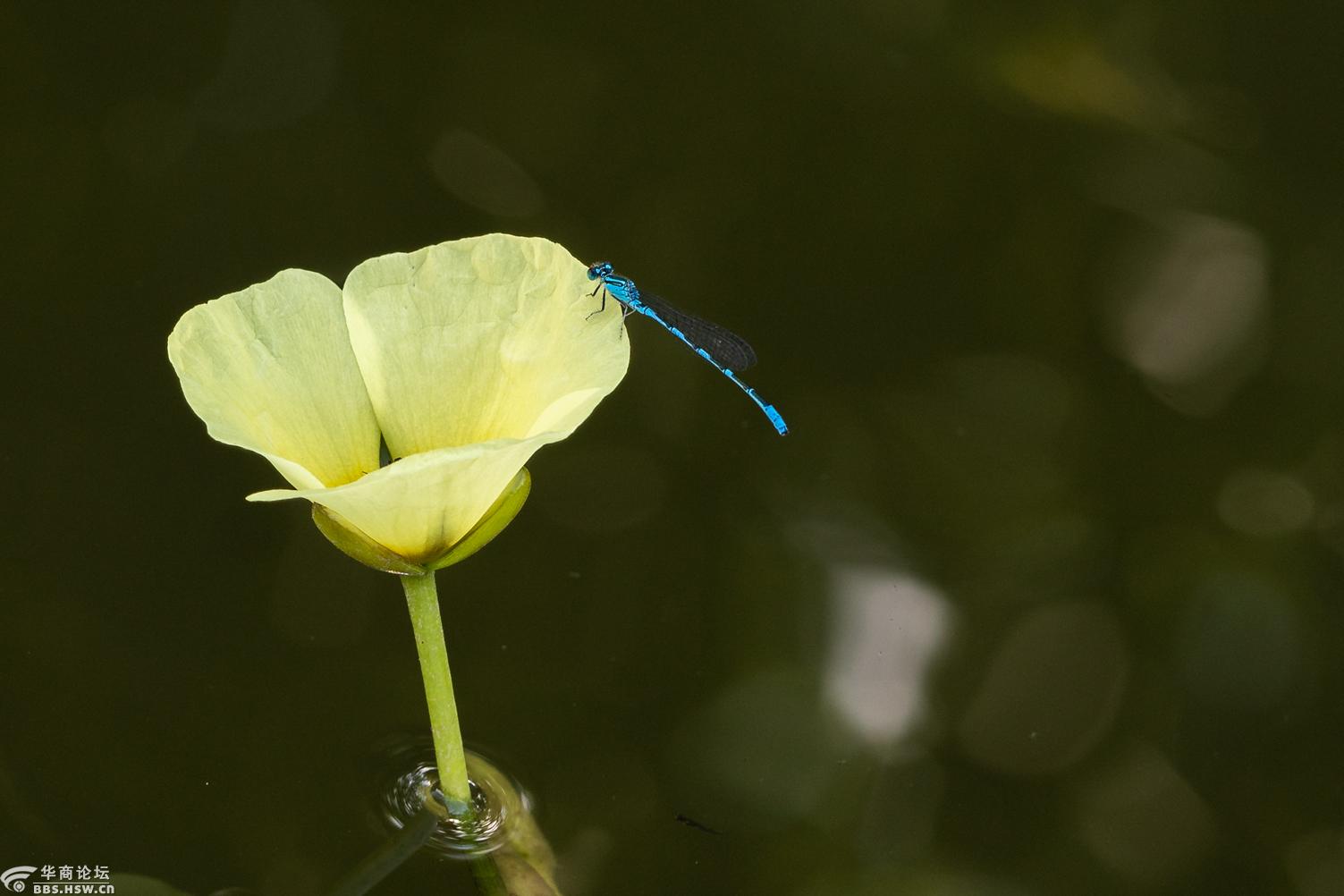 西安植物园水金英豆娘