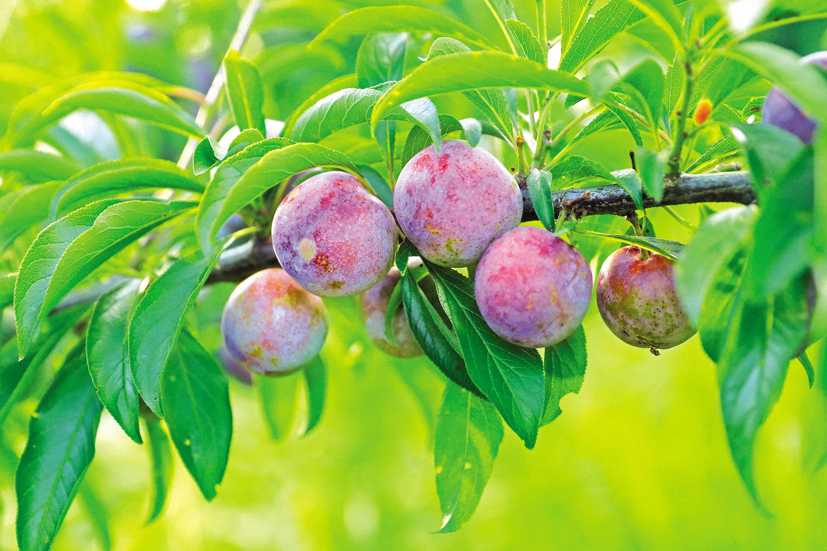 树迎来了第一年盛果季,脆甜可口的李子一经上市便获得消费者的青睐