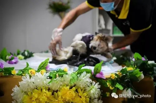 华商头条|另类“摆渡人”为宠物送别：对体力精力心理考验都很大