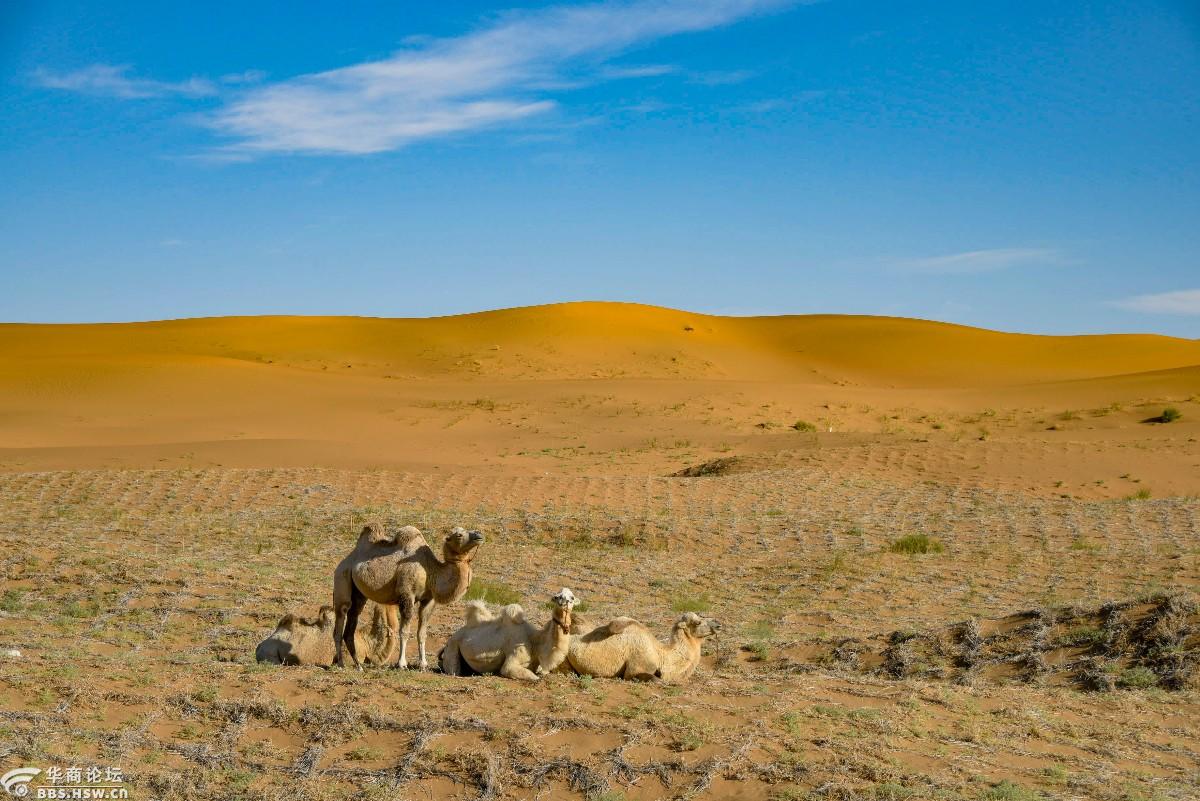 行摄腾格里5腾格里沙漠的主人沙漠骆驼